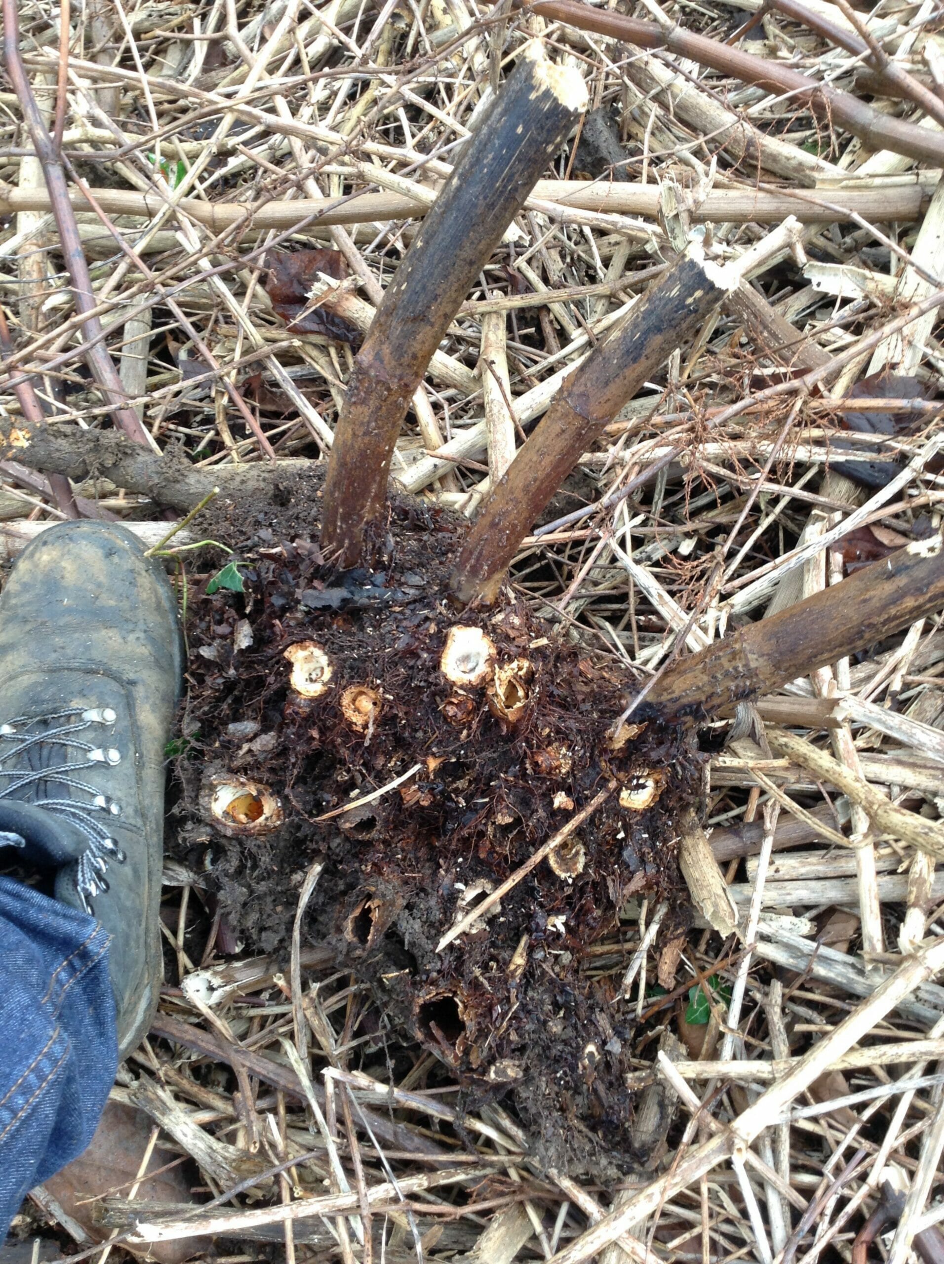Image of Giant knotweed roots