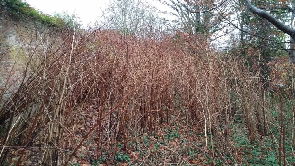 Knotweed canes in the winter
