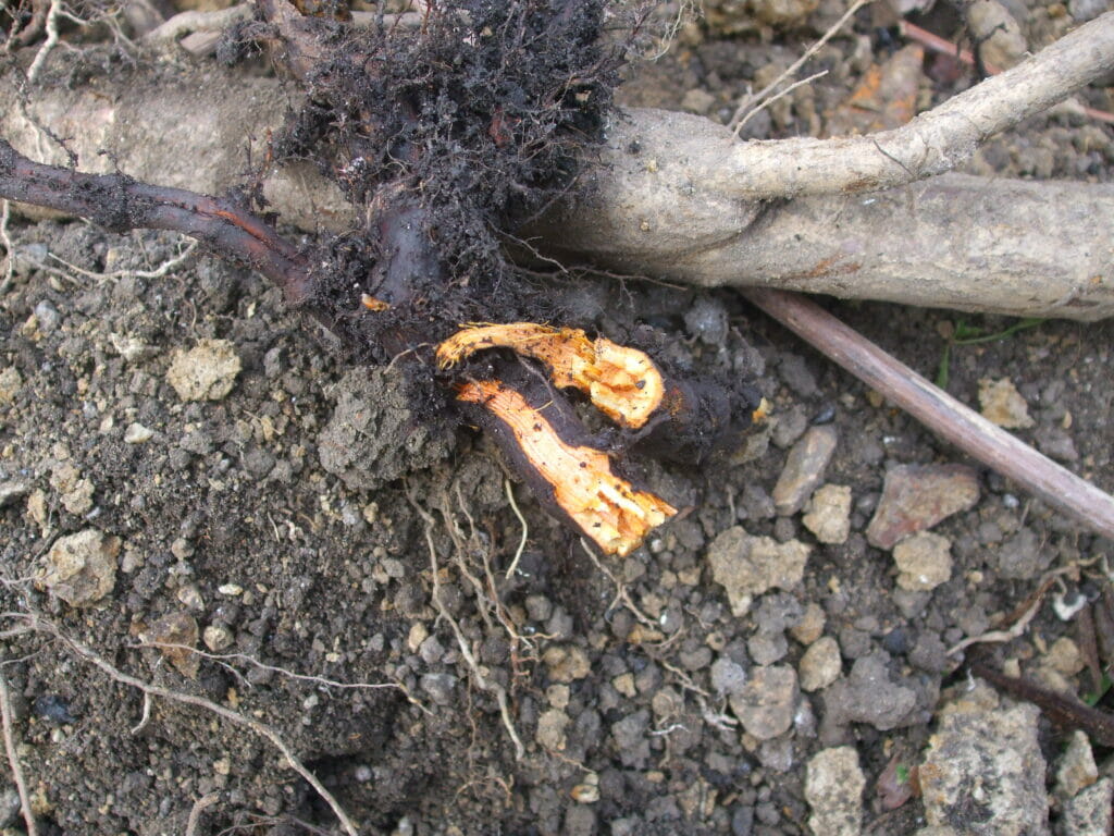 knotweed root or rhizome