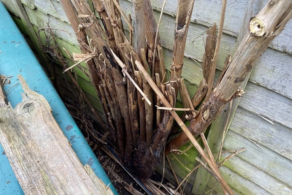 Decaying knotweed crown and canes