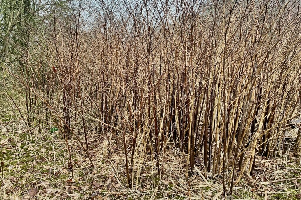 Dense Japanese knotweed winter cane stand