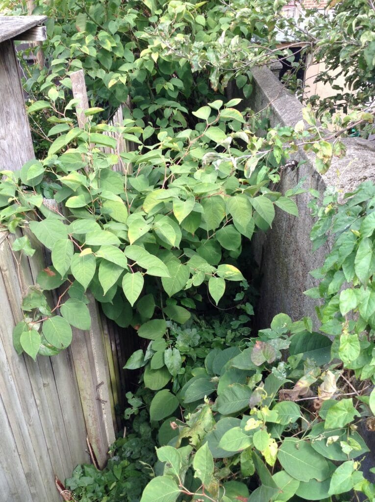 Shared neighbours alley with Japanese knotweed