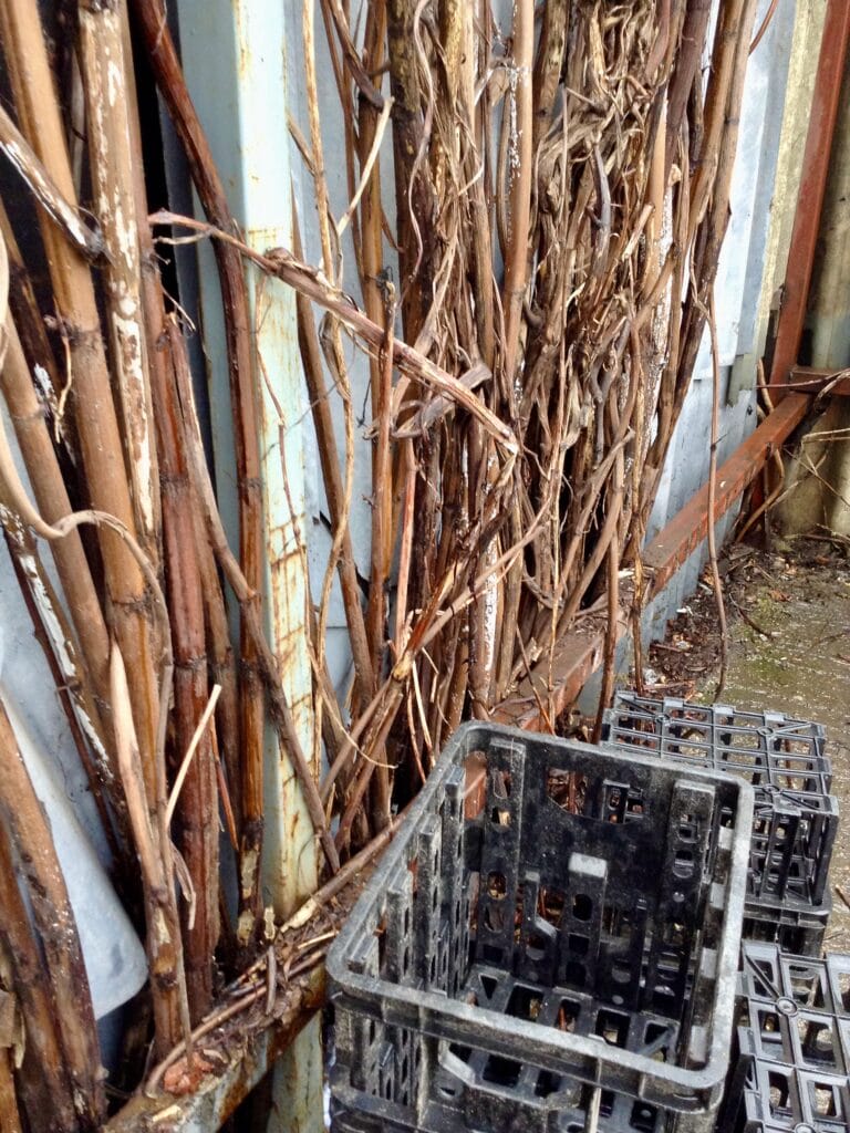 Winter knotweed canes that have grown up inside a wall cavity