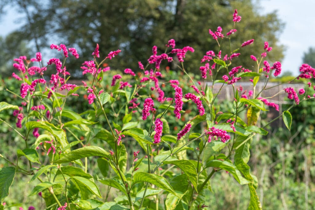 Red bistort (bistorta amplexicaulis) plant