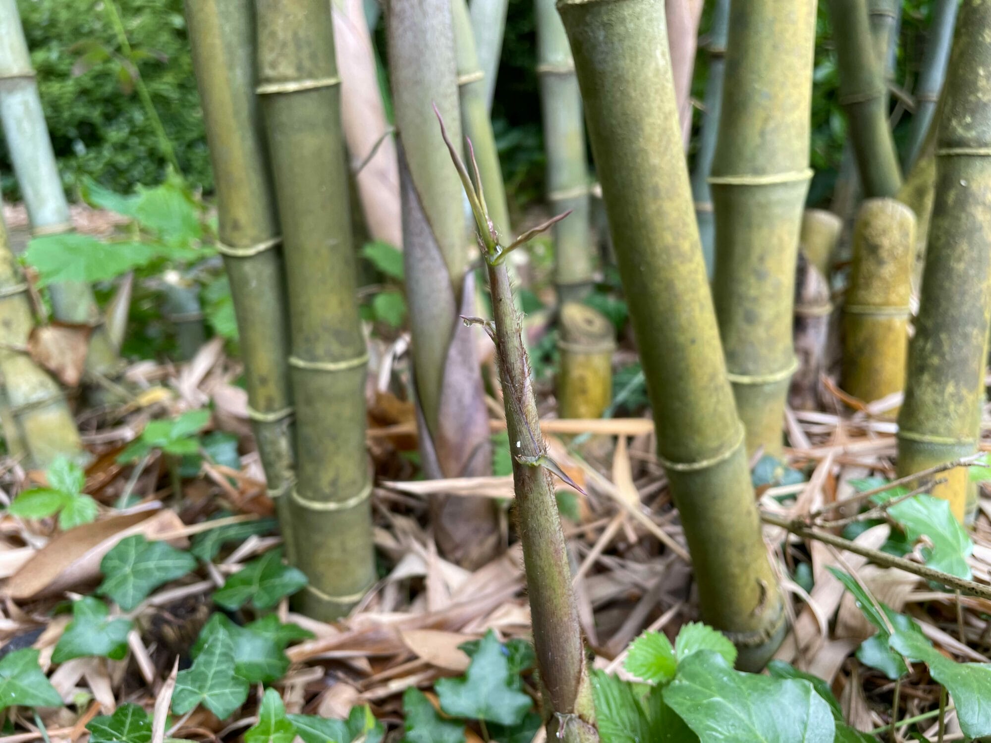 Bamboo Control: How To Get Rid Of Bamboo