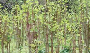 How to control japanese knotweed