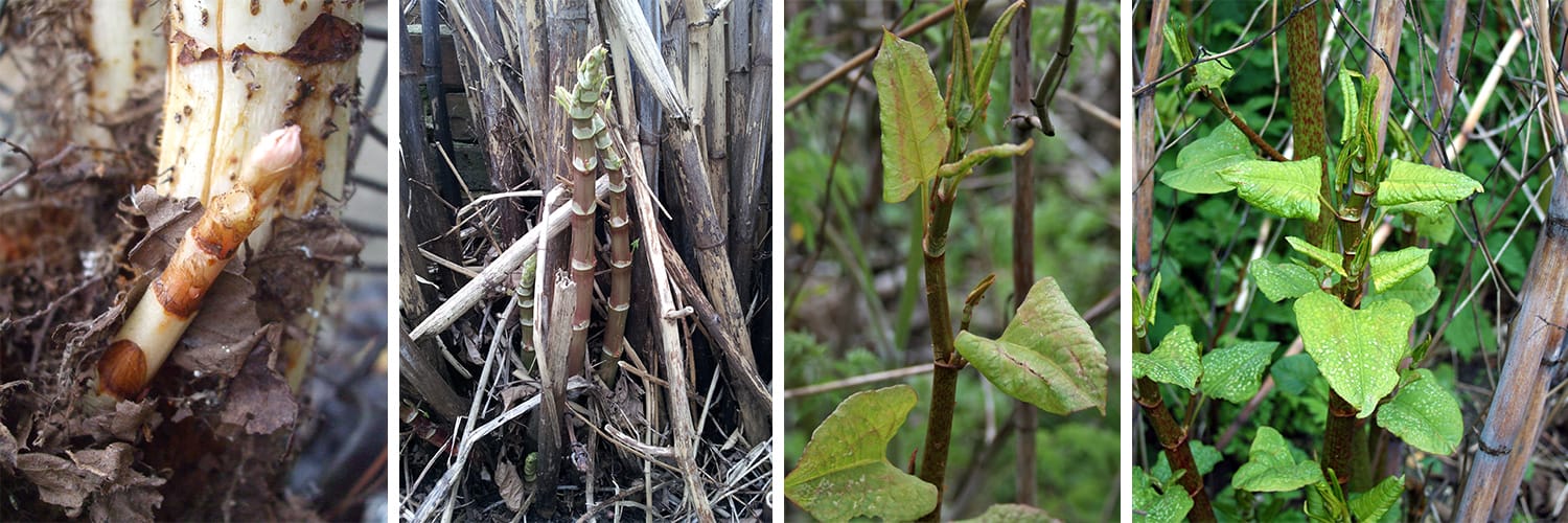 How to Spot Japanese Knotweed Early Growth