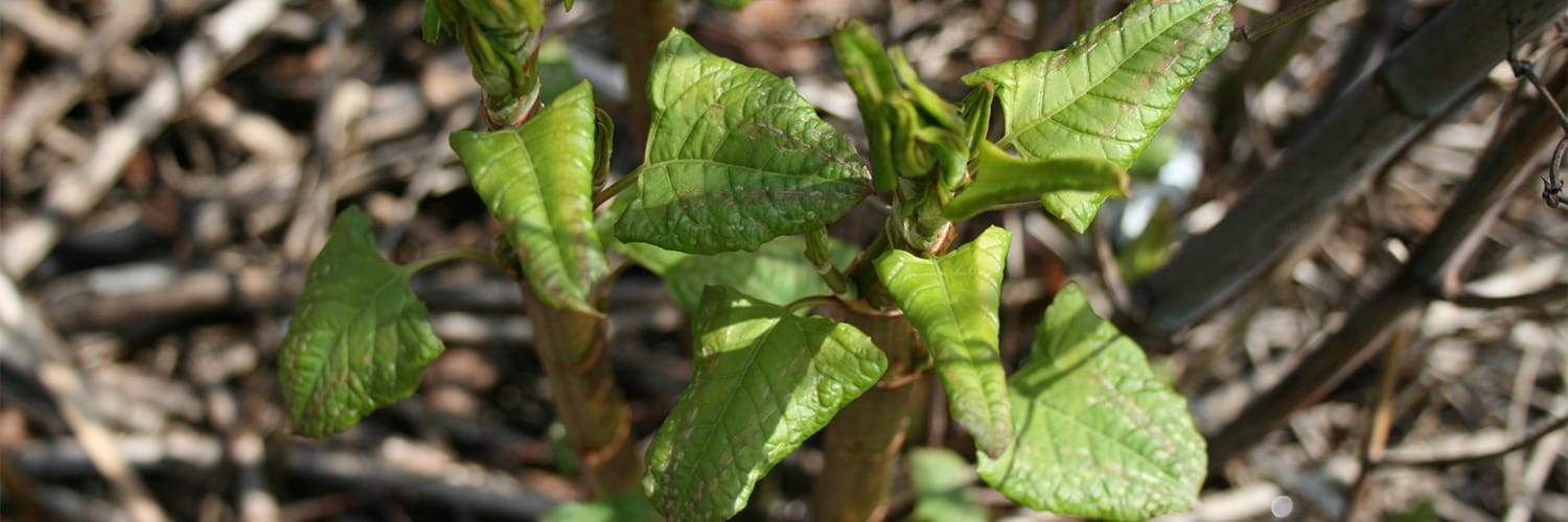 Unfurling-JK-leaves-on-stem