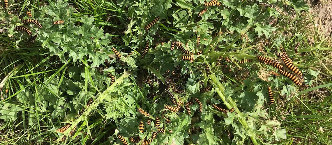 Cinnabar Moth caterpillar on a plant
