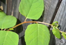 The new RICS Japanese knotweed guidance