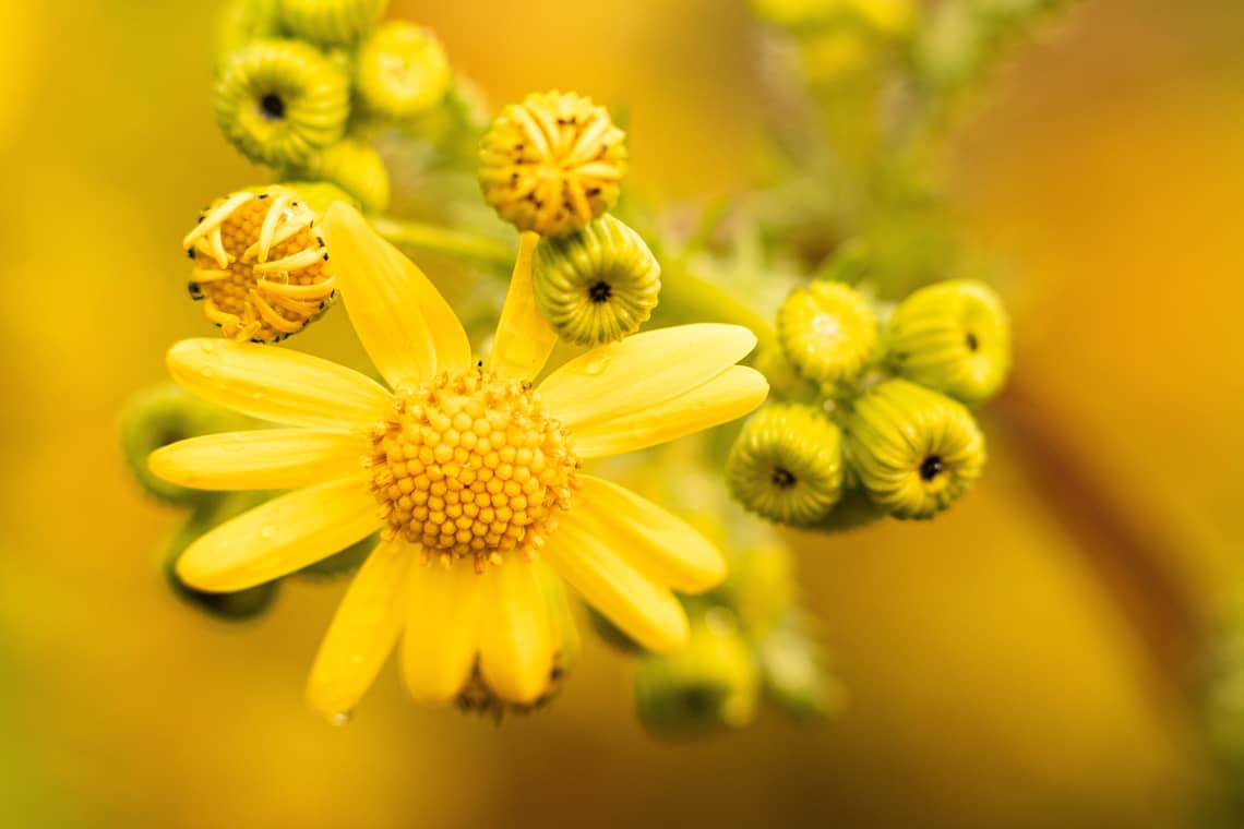 Ragwort Plant Yellow Flower