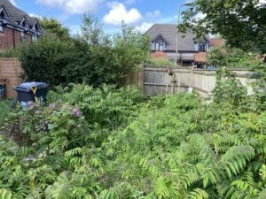The removal of Staghorn Sumac and garden remediation