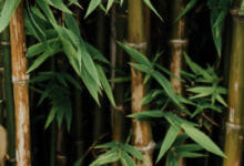 Invasive bamboo