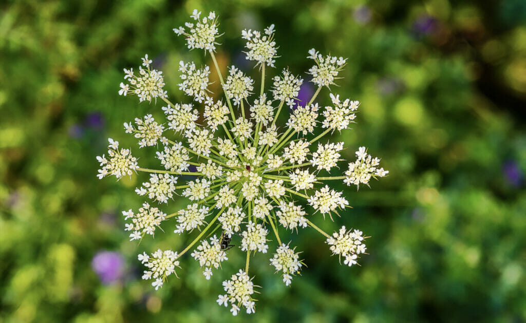 Poison Hemlock flower head. A type of UK Apiaceae known as one of the poisonous umbellifers. 