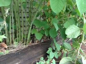 Japanese knotweed bad news for property sellers