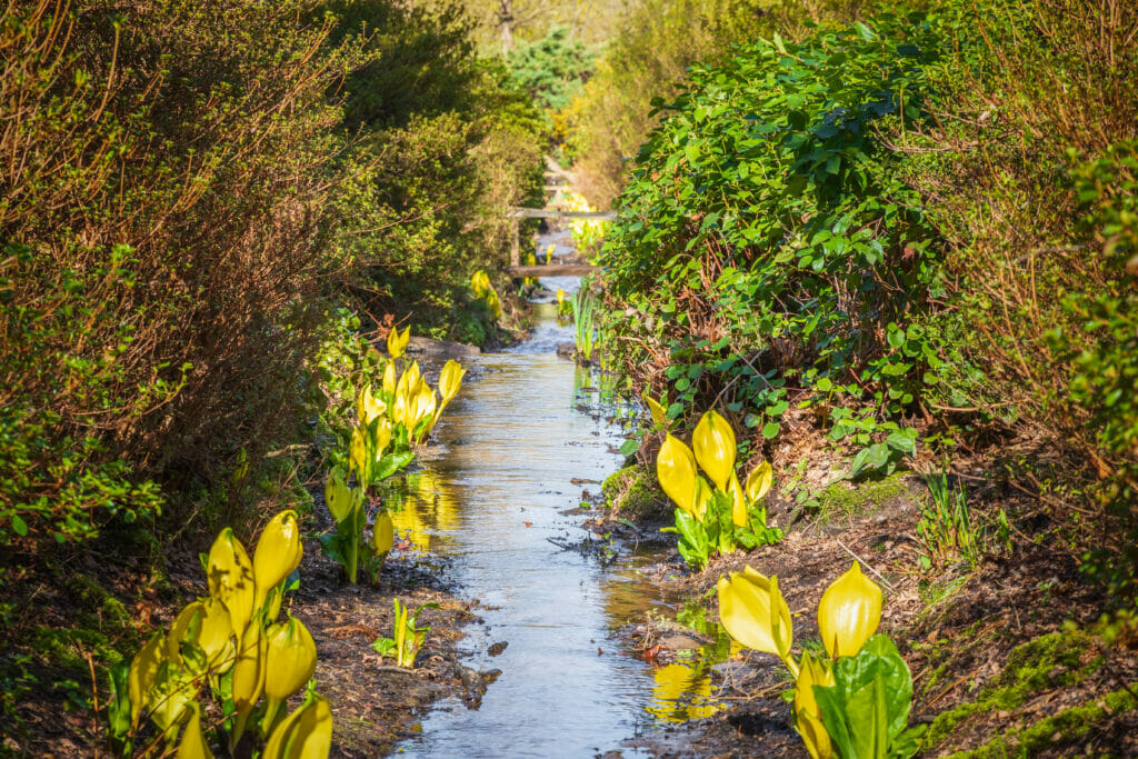 Multiple American Skunk Cabbage lining a river