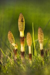 Great horsetail stems and strobilus