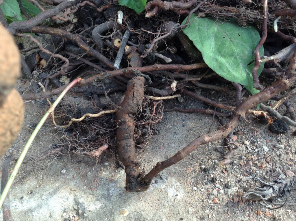Japanese knotweed roots and rhizome