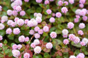 pink knotweed flowers