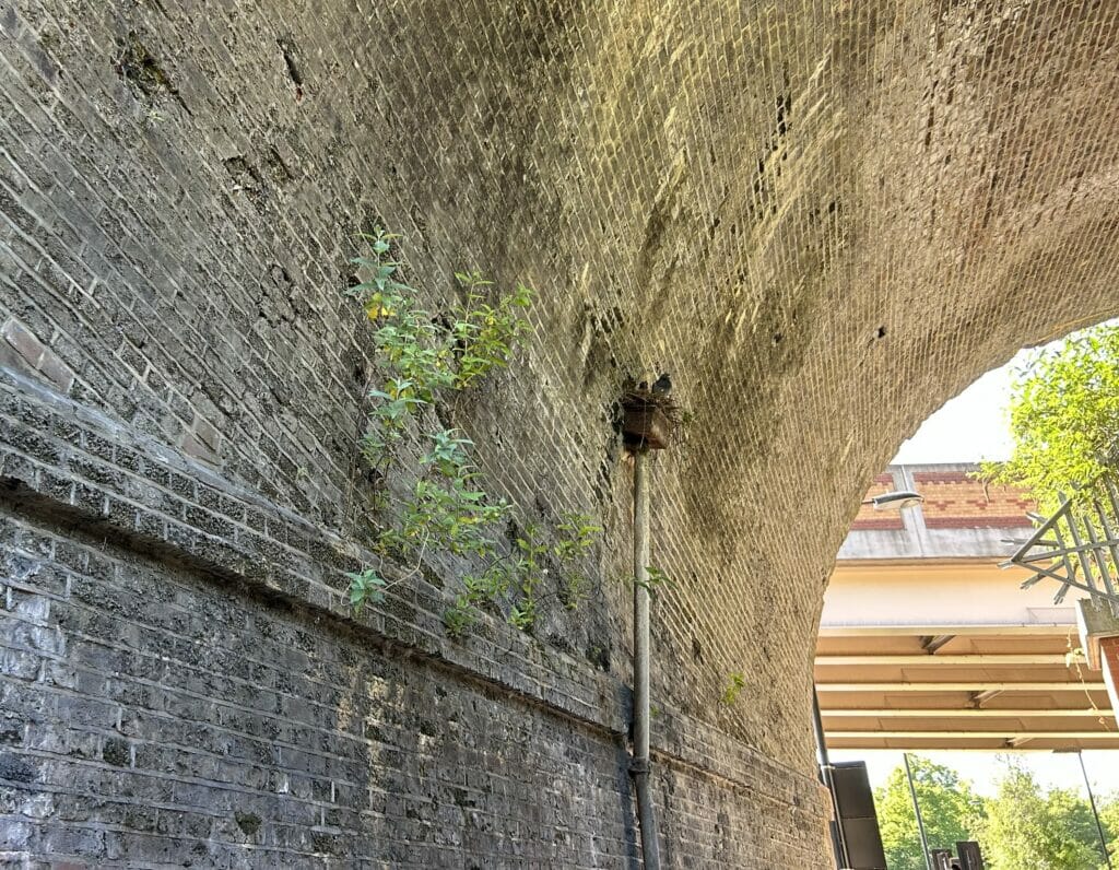 Buddleia growing from a bridge arch