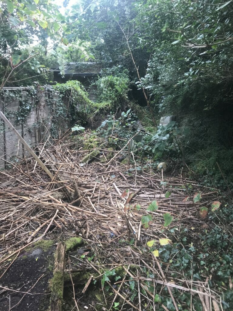 image of overgrown garden with weeds, invasive plants including bamboo and knotweed as well as refuse.