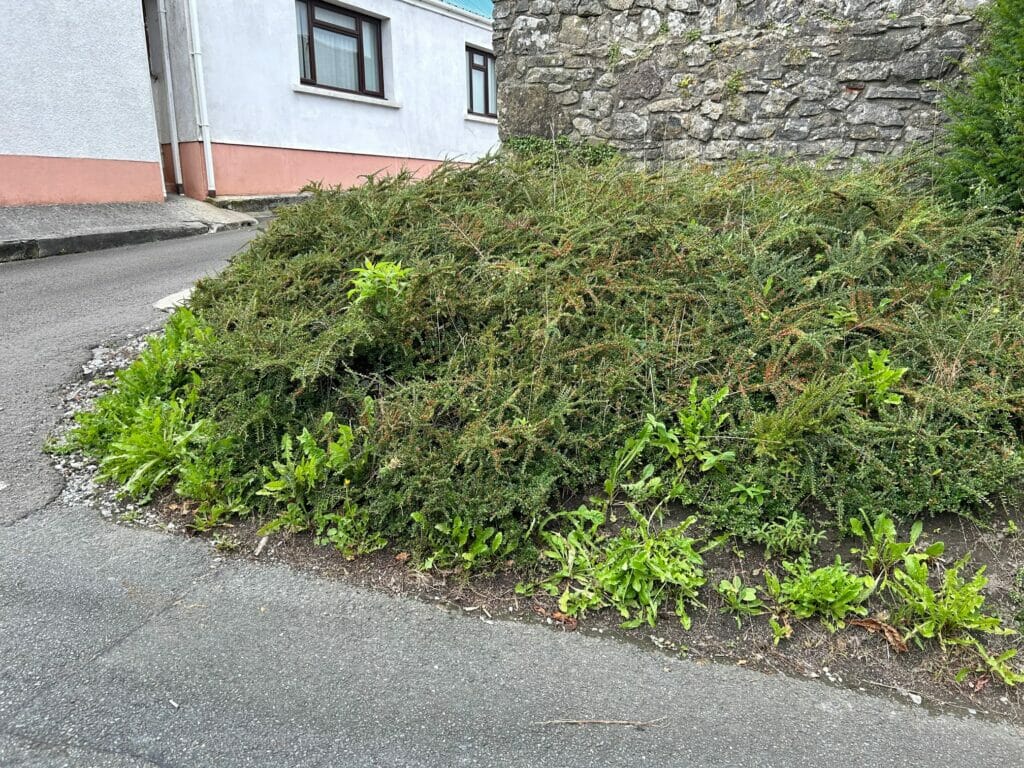 Spreading cotoneaster thicket on a roadside verge.