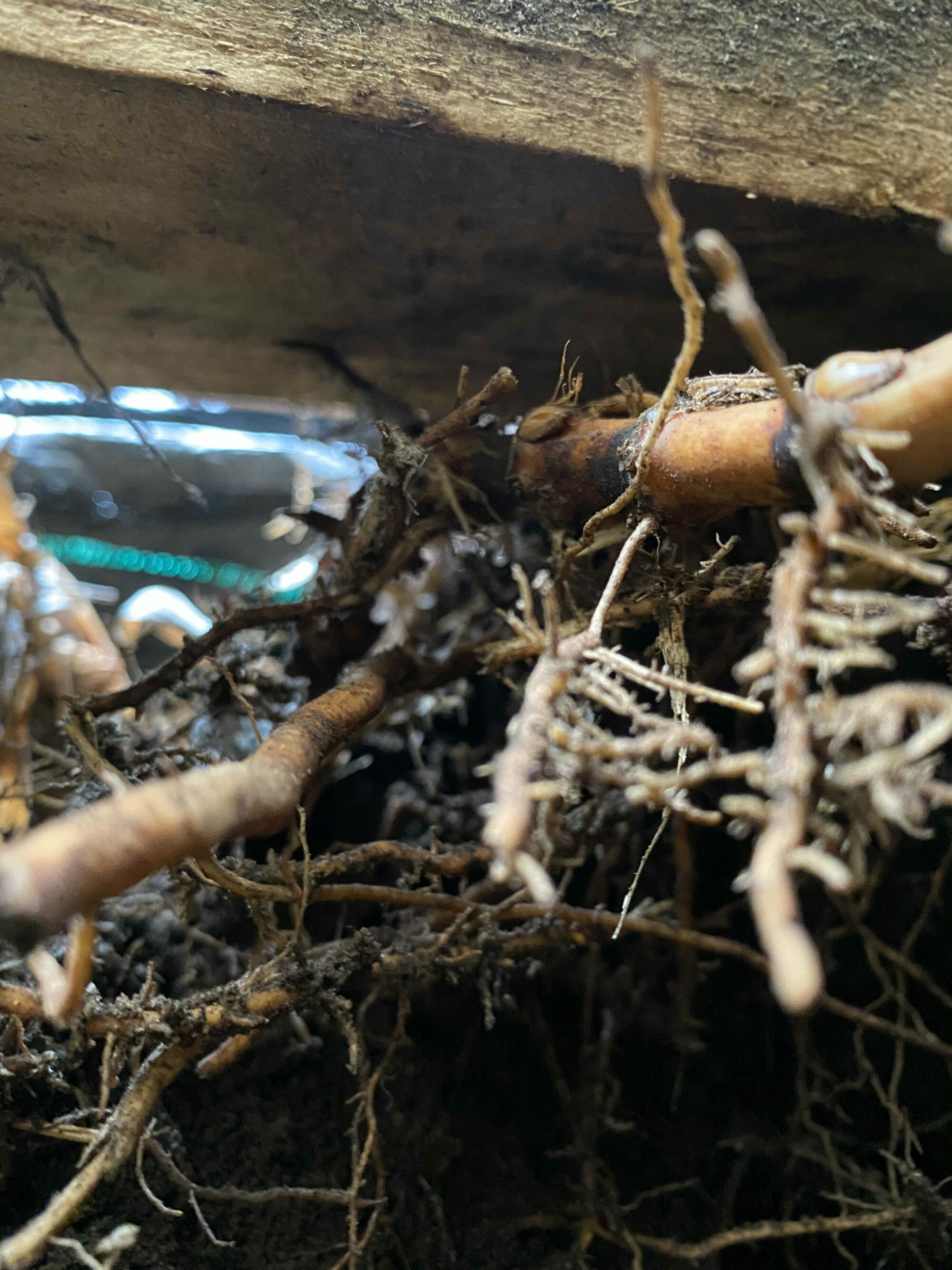 bamboo roots and rhizome extending from under a fence