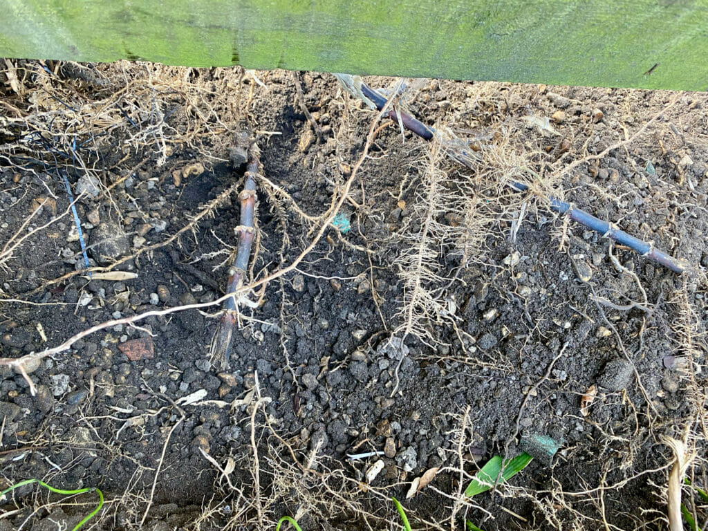 bamboo roots and rhizome spreading under a garden fence