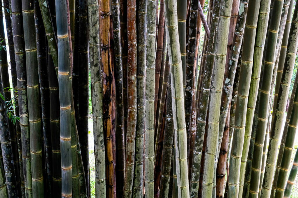 Close-up of Dendrocalamus brandisii (Munro) Kurz., or Burma bamboo. Giant bamboo trees green background.