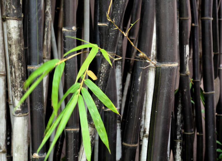 Phyllostachys nigra, black bamboo