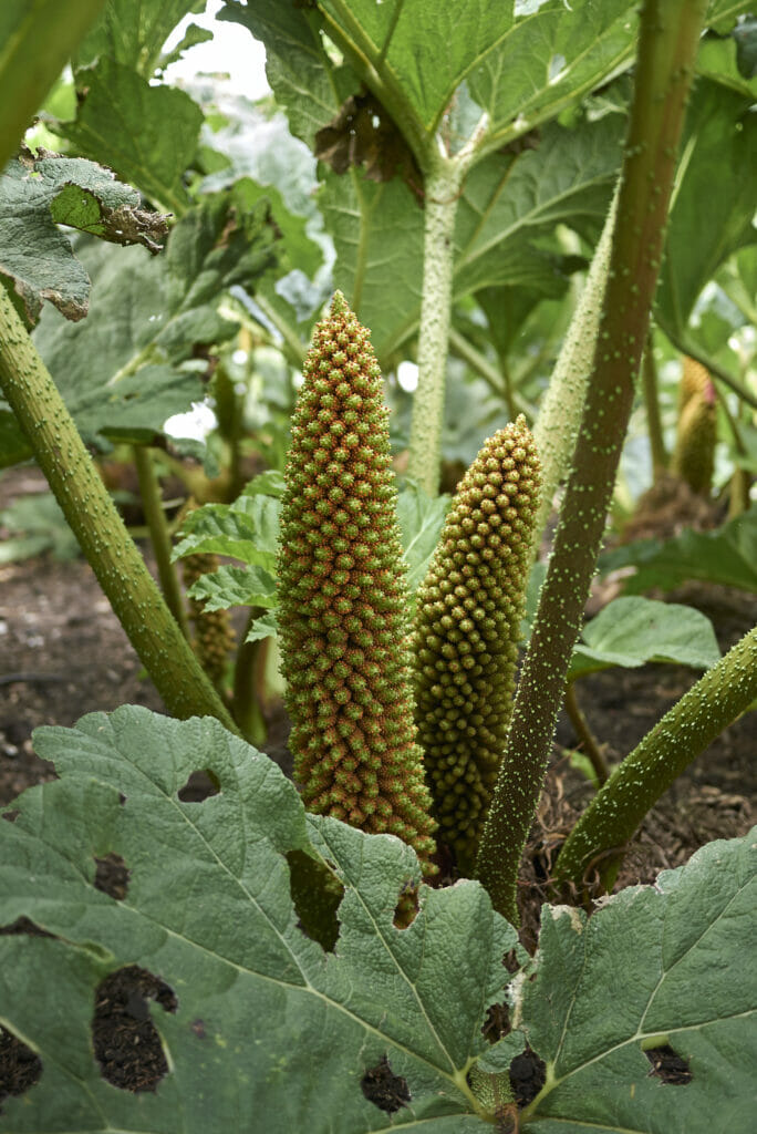Gunnera tinctoria panicles (or cones), capable of producing thousands of seeds