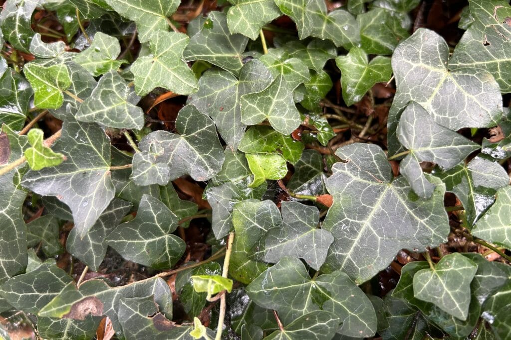 Leaves of Common ivy (Hedera helix)