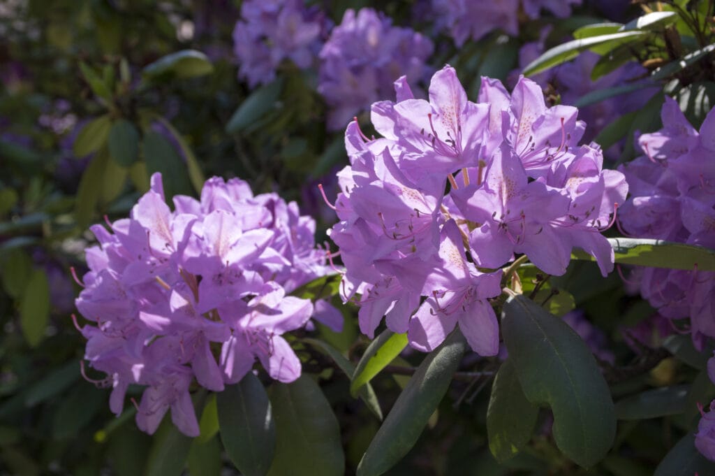 Rhododendron ponticum purple violet flowering plant, beautiful ornamental shrub in bloom