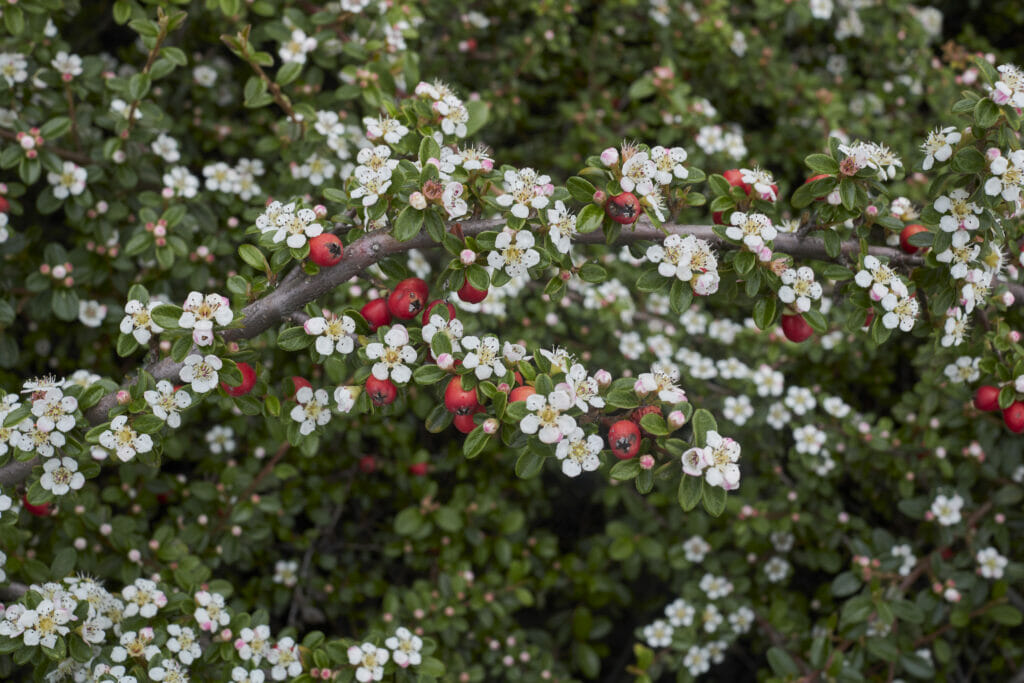 Picture of Cotoneaster microphyllus