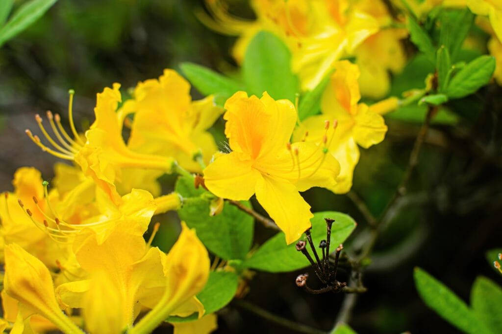 Bright yellow rhododendron luteum or honeysuckle azalea.