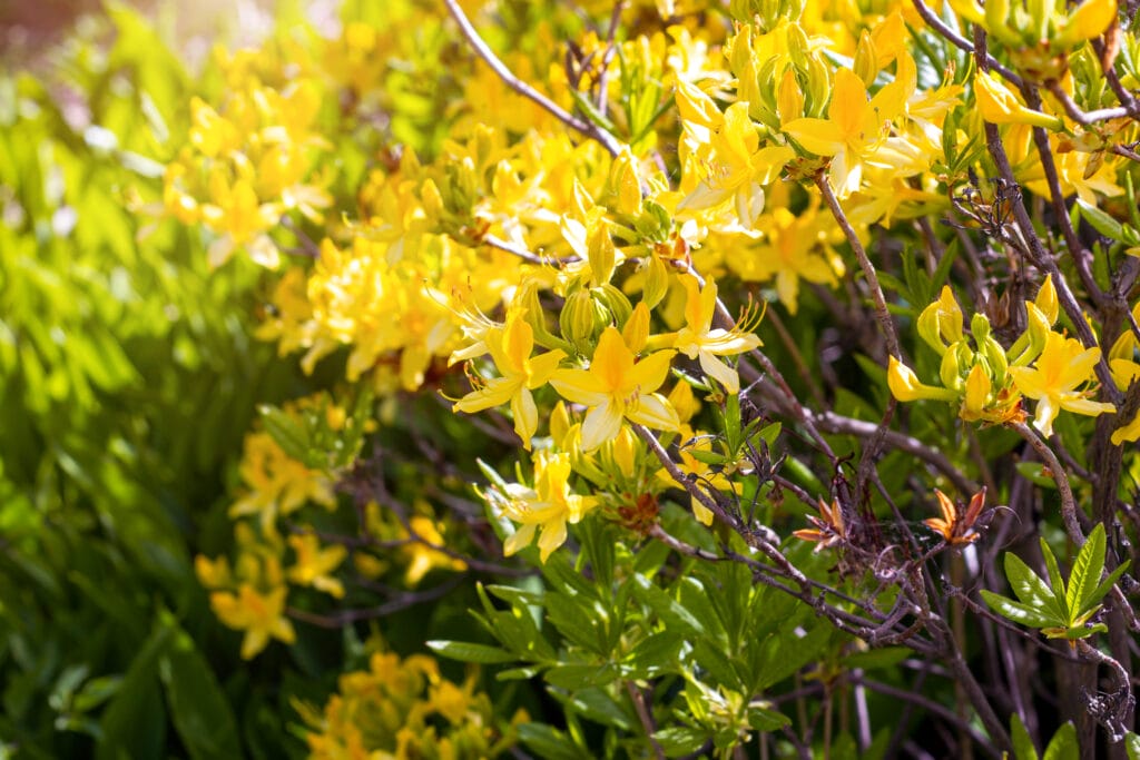 Bright yellow Rhododendron Luteum (yellow azalea) in flower blossoming flowers with green leaves in the garden in spring