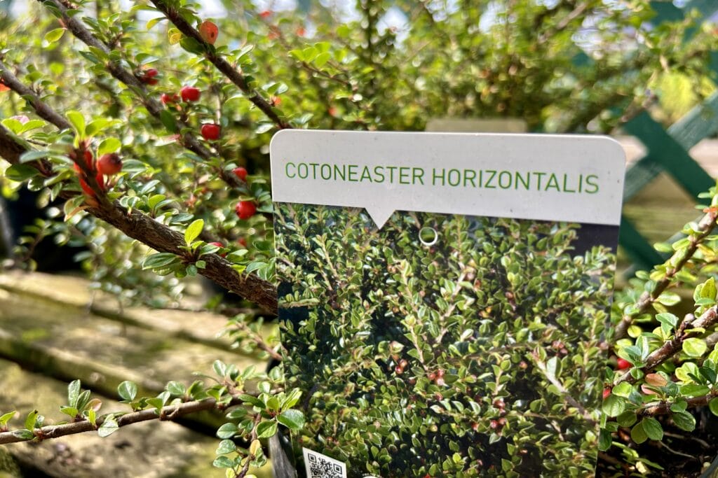 Cotoneaster horizontalis for sale at a garden centre