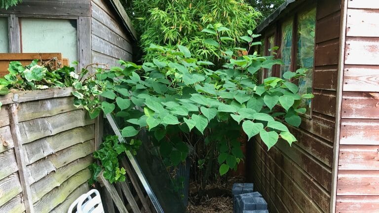 Japanese Knotweed Case Law related to neighbours