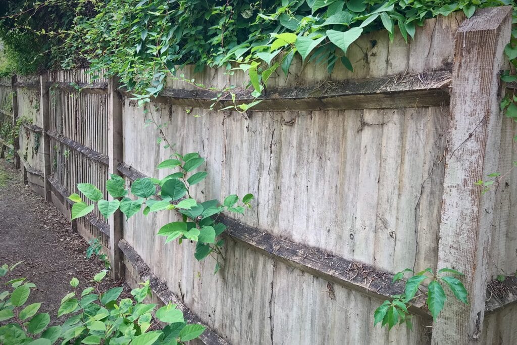 Japanese knotweed encroachment from neighbouring property