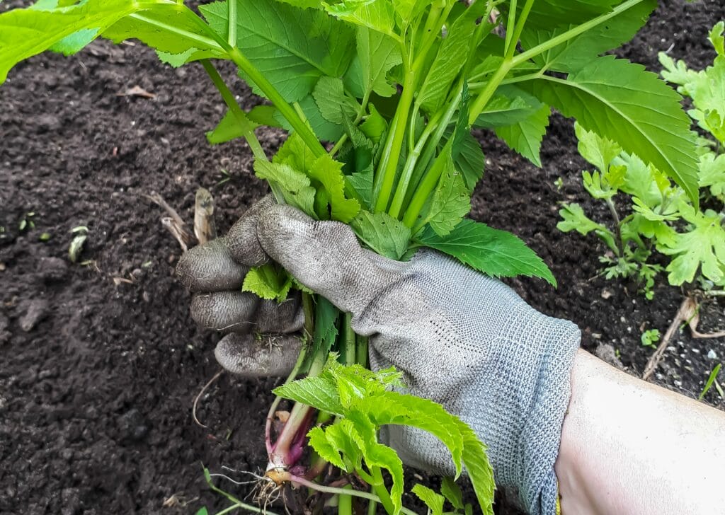 Manual removal of ground elder from a vegetable bed