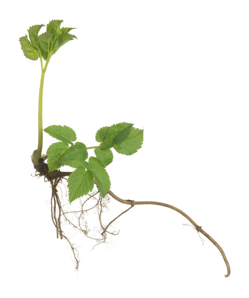 Ground elder, Aegopodium podagraria plant with root isolated 