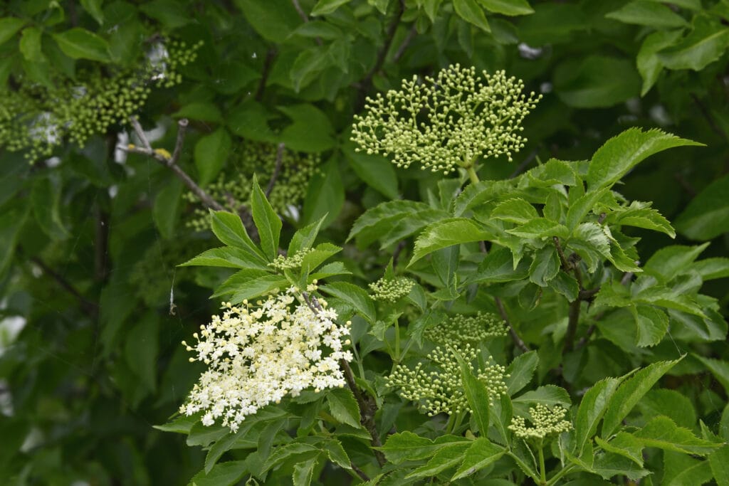 Elderberry (Sambucus nigra) in bloom - ground elder lookalike