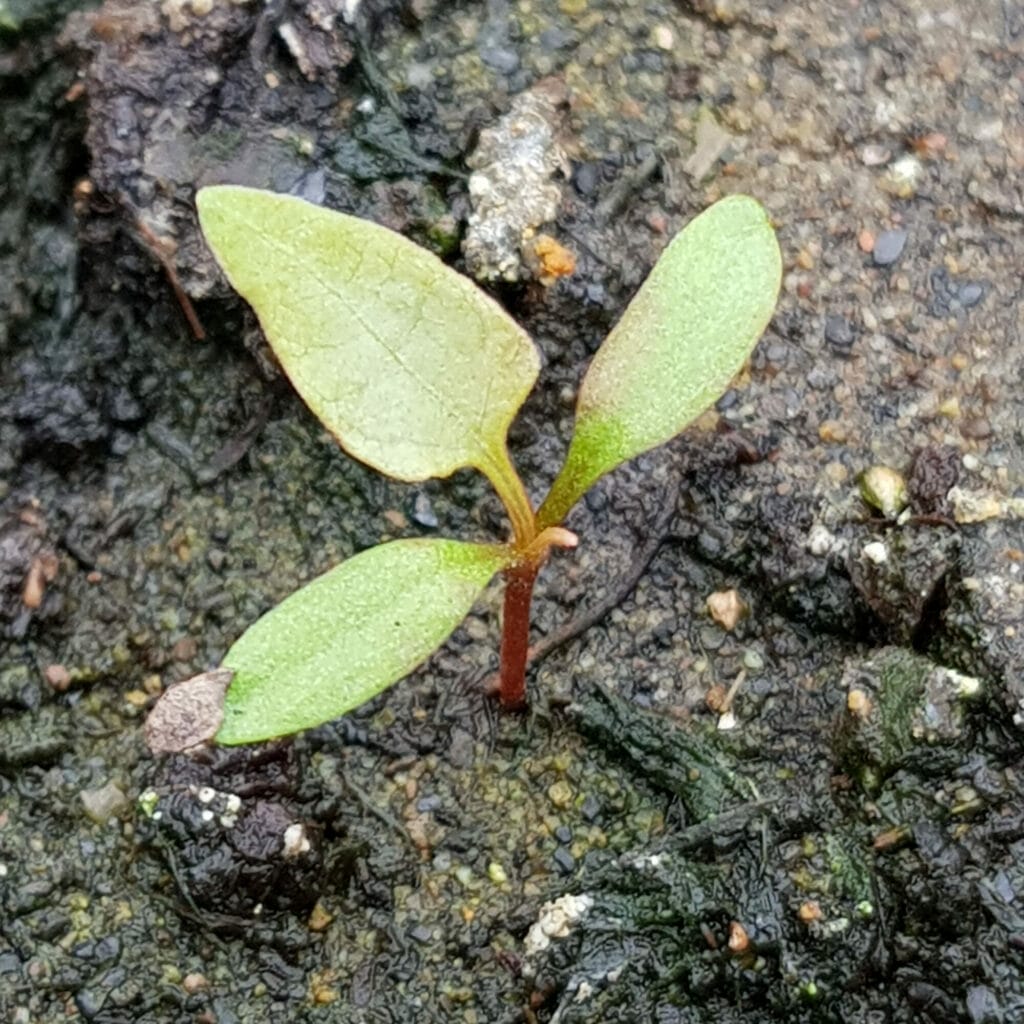 Hybrid knotweed, also known as Connolly’s knotweed
