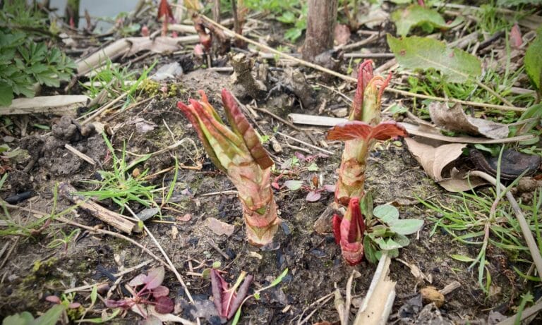 Early Japanese knotweed shoots that have emerged before spring