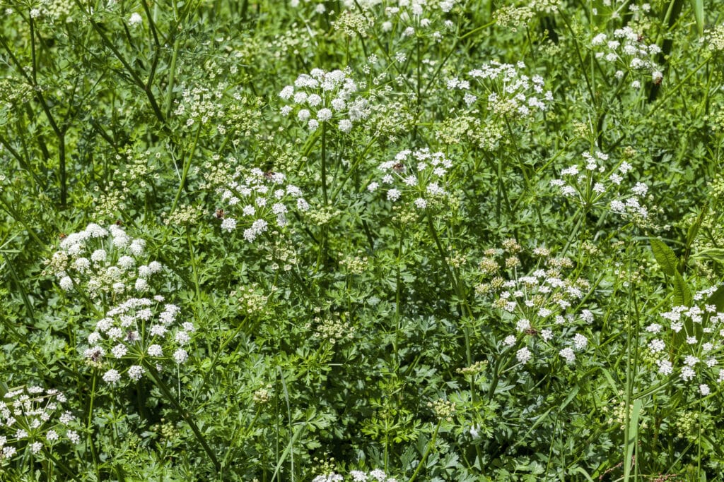 Oenanthe crocata, Hemlock Water Dropwort - the most poisonous of the UK umbellifers