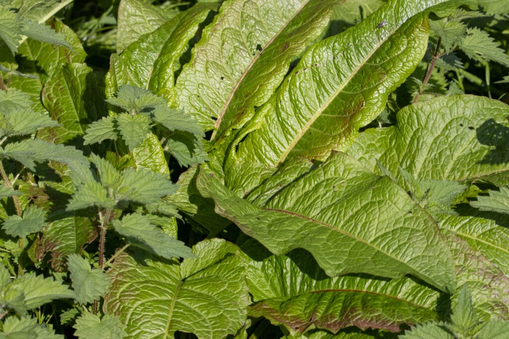 close up of Broad-leaved dock (Rumex obtusifolius) pictured with nettles