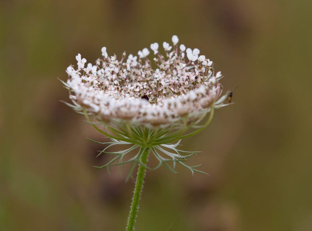 The flower of Queen Anne's Lace