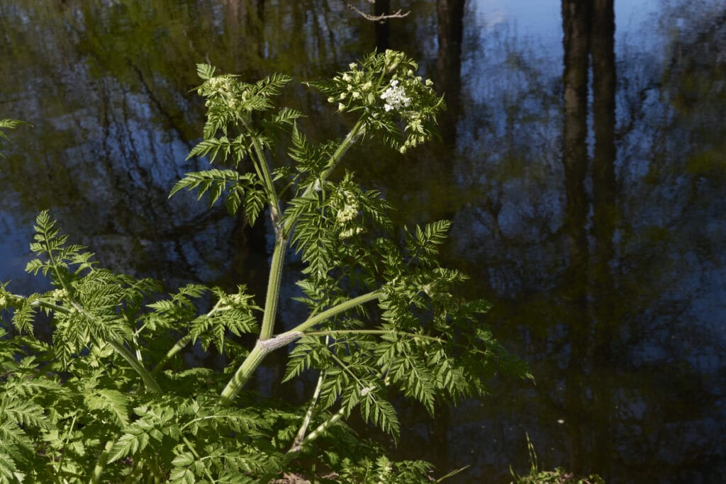 Cow Parsley (Antheriscus sylvestris) in bloom. A type of plant species from the apiaceae family