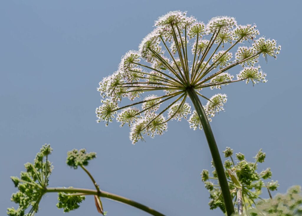 Common Hogweed Flower head from underneath. A type of plant species from the apiaceae family