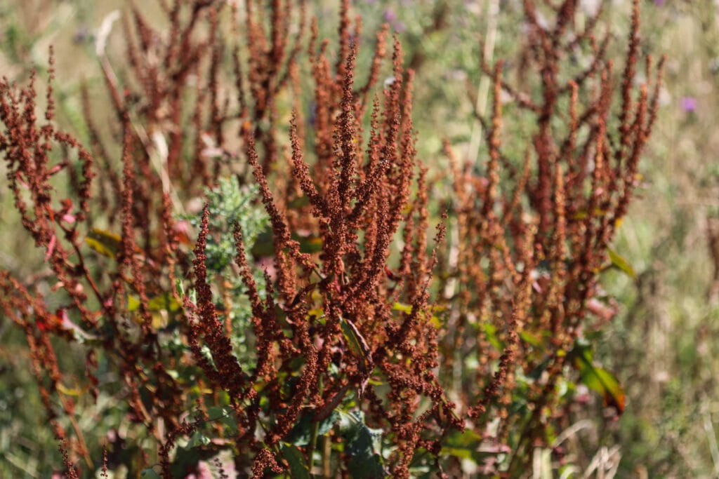 Tall seed spikes of Rumex obtusifolius laden with seeds
